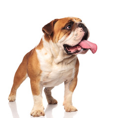 adorable panting english bulldog looks to side while standing