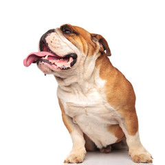 lovely seated english bulldog looks up to side while panting