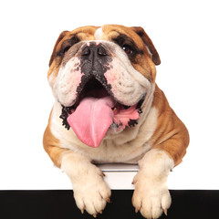 excited english bulldog panting and lying with paws hanging