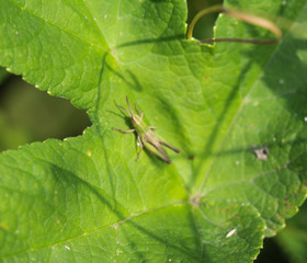 Chrysochraon dispar Grasshopper on leaf