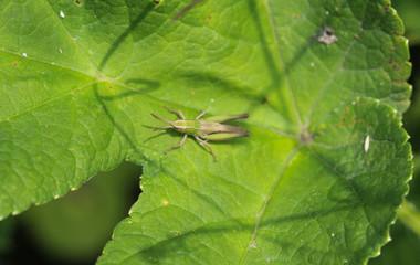 Chrysochraon dispar Grasshopper on leaf