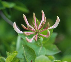 Lonicera periclymenum flower, common names honeysuckle, common honeysuckle, European honeysuckle or...