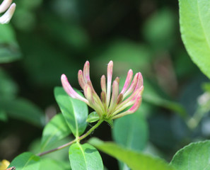 Lonicera periclymenum flower, common names honeysuckle, common honeysuckle, European honeysuckle or woodbine, blooming in summer season