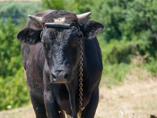 Young black bull tied with an iron chain in rural landscape on the background