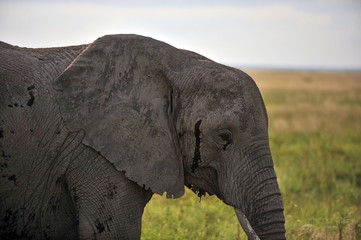 Fototapeta premium The elephant eats grass in the savannah