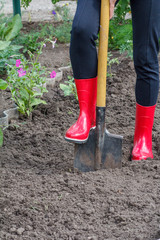 Gardener is digging soil on a bed. Female farmer digs in a garden