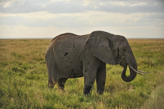 The elephant eats grass in the savannah
