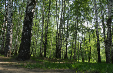Fototapeta premium Green trees in summer park