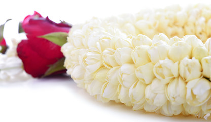White Jasmine flower on white background
