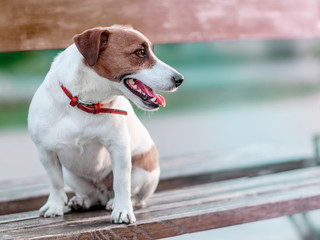 Close-up portrait in profile of cute small white and brown dog jack russel terrier sitting on...