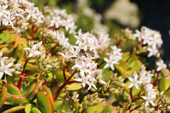 Crassula ovata (Geldbaum, Dickblatt)