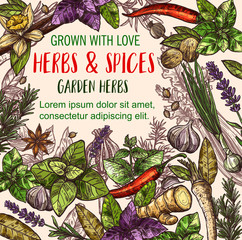 Herb and spice sketch poster of herbal food design