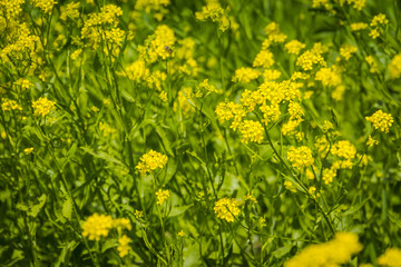 Obraz premium Inflorescence of Yellow flowers