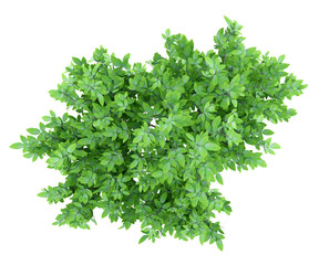 Fototapeta premium top view of orange tree isolated on white background