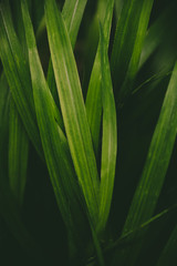 green grass texture. 