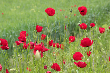 Red Corn Poppy Flowers