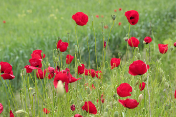 Red Corn Poppy Flowers