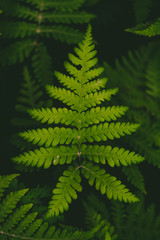 polypody in the forest. background or texture