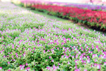 Obraz premium flower in the garden.