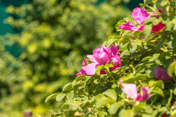Pink flowering briar