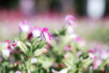 Obraz premium Flower with beautiful.