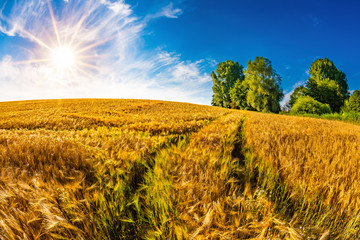Summer landscape with cornfield and bright sun
