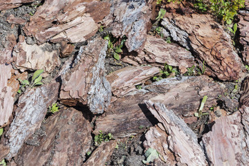Fresh wet wood chip from pine tree, texture background.