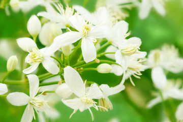 Clematis alba luxurians flower. Blossoming clematis. Summer floral landscape. Macro 