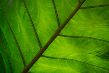 Obraz na płótnie Canvas Macro close-up of large green tropical leaf, for background