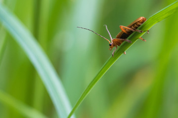 Käfer auf Grashalm