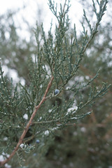 Glaucous foliage and berries of Pfitzer Juniper in winter