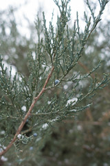 Pfitzer Juniper branches with berries in winter