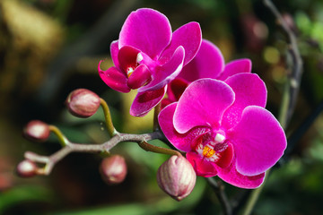 Beautiful orchid branch on abstract blurred background