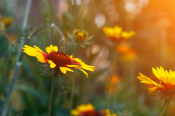 Beautiful bright  flower rudbeckia on  blooming green meadow