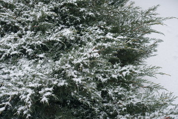 Shoots of juniper covered with snow in winter
