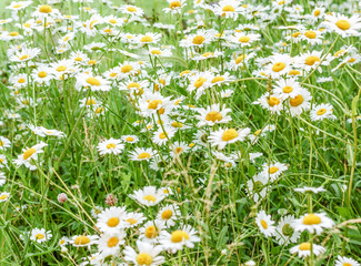 Fototapeta premium Summer chamomile field