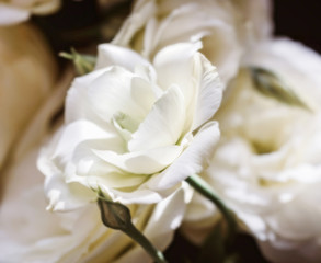 Eustoma in light blur