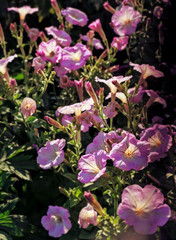 Tender pink petunia flowers