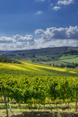 Fototapeta na wymiar Landscape and Vineyards in Tuscany, Italy