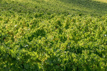 Fototapeta na wymiar Vineyards in Tuscany, Italy