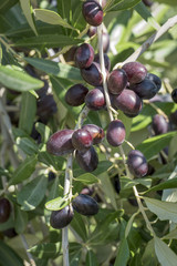 Olives on the Tree, Italy