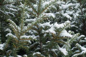 Foliage of yew with immature male cones covered with snow