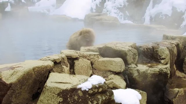 animals, nature and wildlife concept - japanese macaque or snow monkey in hot spring of jigokudani park