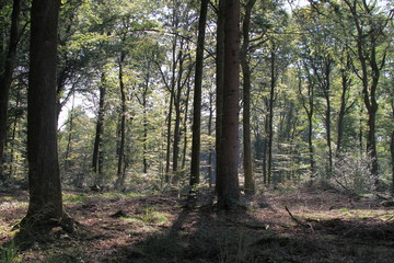 Sous bois haut-saonois