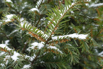 Snow on yew branches with immature male cones
