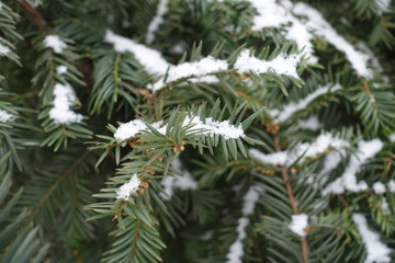 White snow on yew branches with immature male cones
