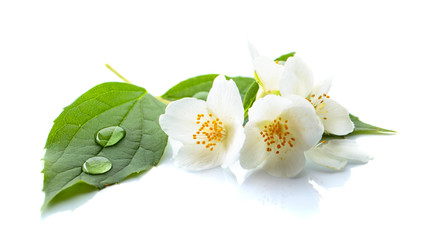 Branch of blooming jasmine on white background.