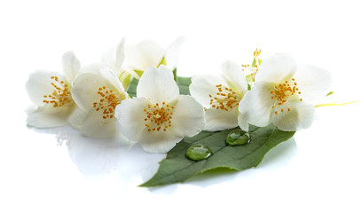 Obraz na płótnie Canvas Branch of blooming jasmine on white background.