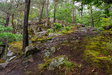 Fototapeta na wymiar Rocky forest view. Czech. Landscape.