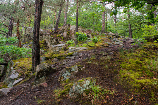 Rocky forest view. Czech. Landscape.
